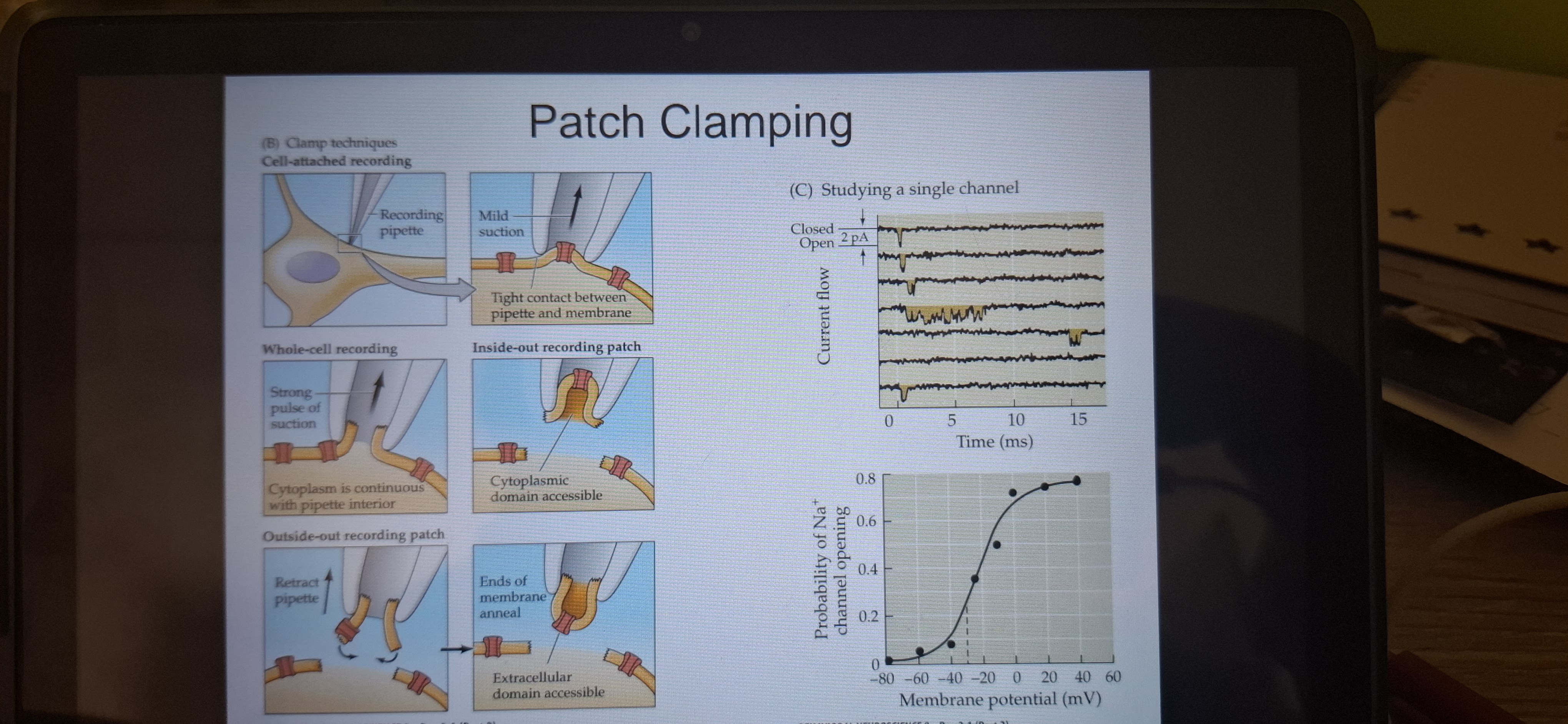 <p>Use of voltage clamping to monitor current flow across a tiny patch of neuronal membrane. </p>