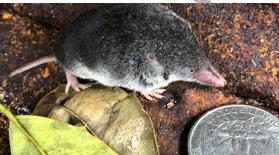 <p>smallest mammal in KS, white/gray belly</p>