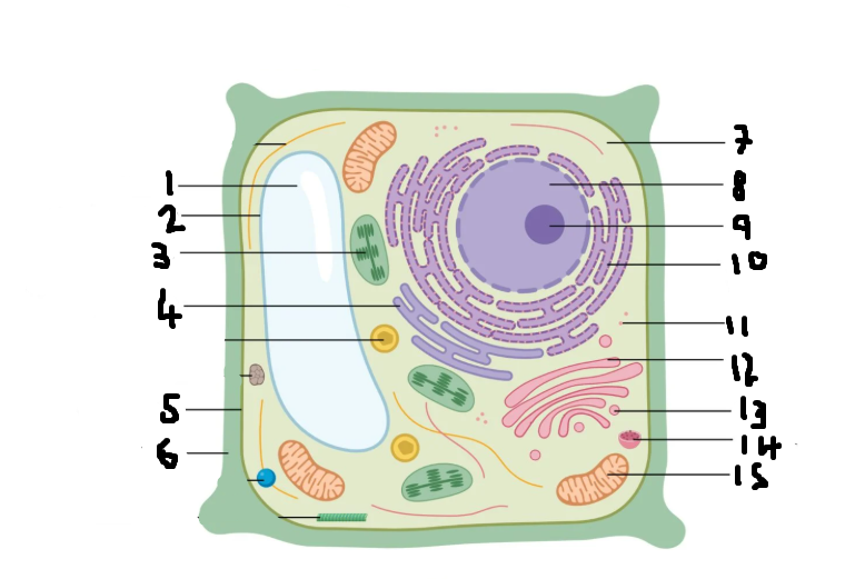 <p>Label this diagram of a plant cell</p>