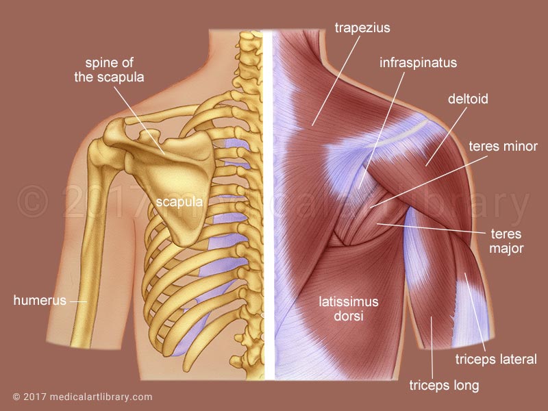 <p>What muscle runs in between the teres muscles and the trapezius, deep to the scapula?</p>