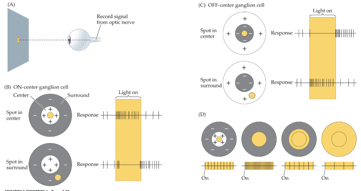 <p>cell fires fastest when size of light matches size of excitatory centre, reduces rate when spot of light begins to encroach on its inhibitory surround</p><ul><li><p>lateral inhibition</p></li><li><p>cells are more sensitive to differences in intensity of light in centre and in surround, less affected by average intensity of light</p></li></ul><p></p>