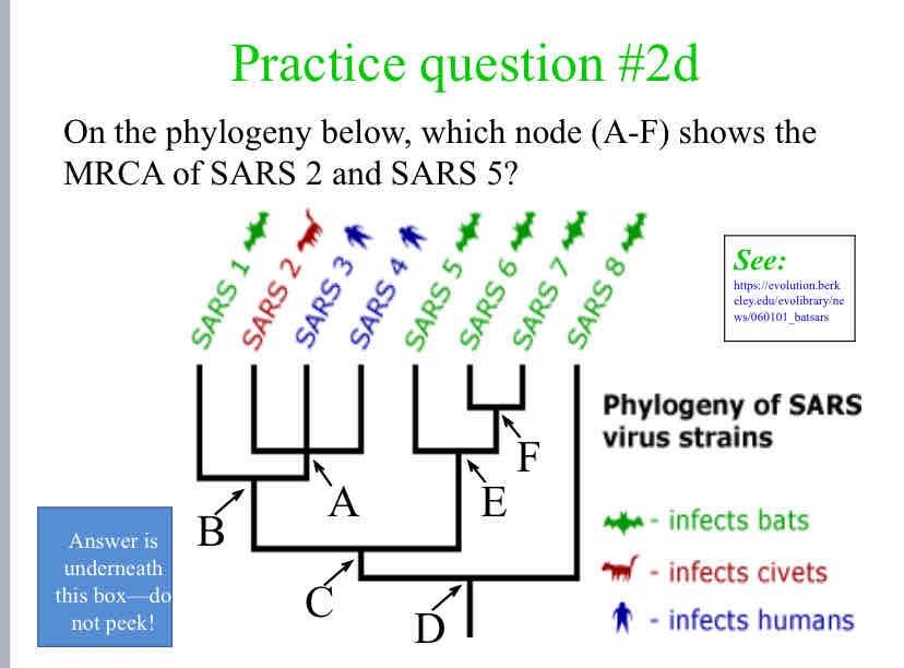 <p>Practice Question (MRCA) - On the phylogeny below, which node (A-F) shows the MRCA of SARS 2 and SARS 5?</p>