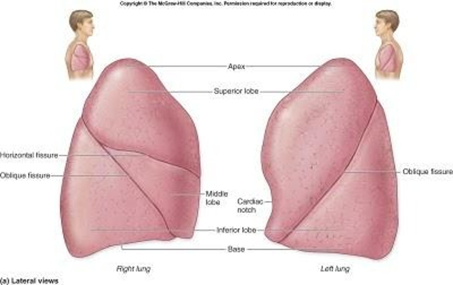 <p>Oblique fissure</p>