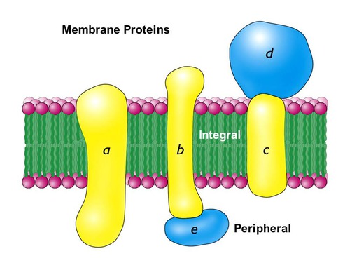 Proteins bounded to the surface of the membrane.