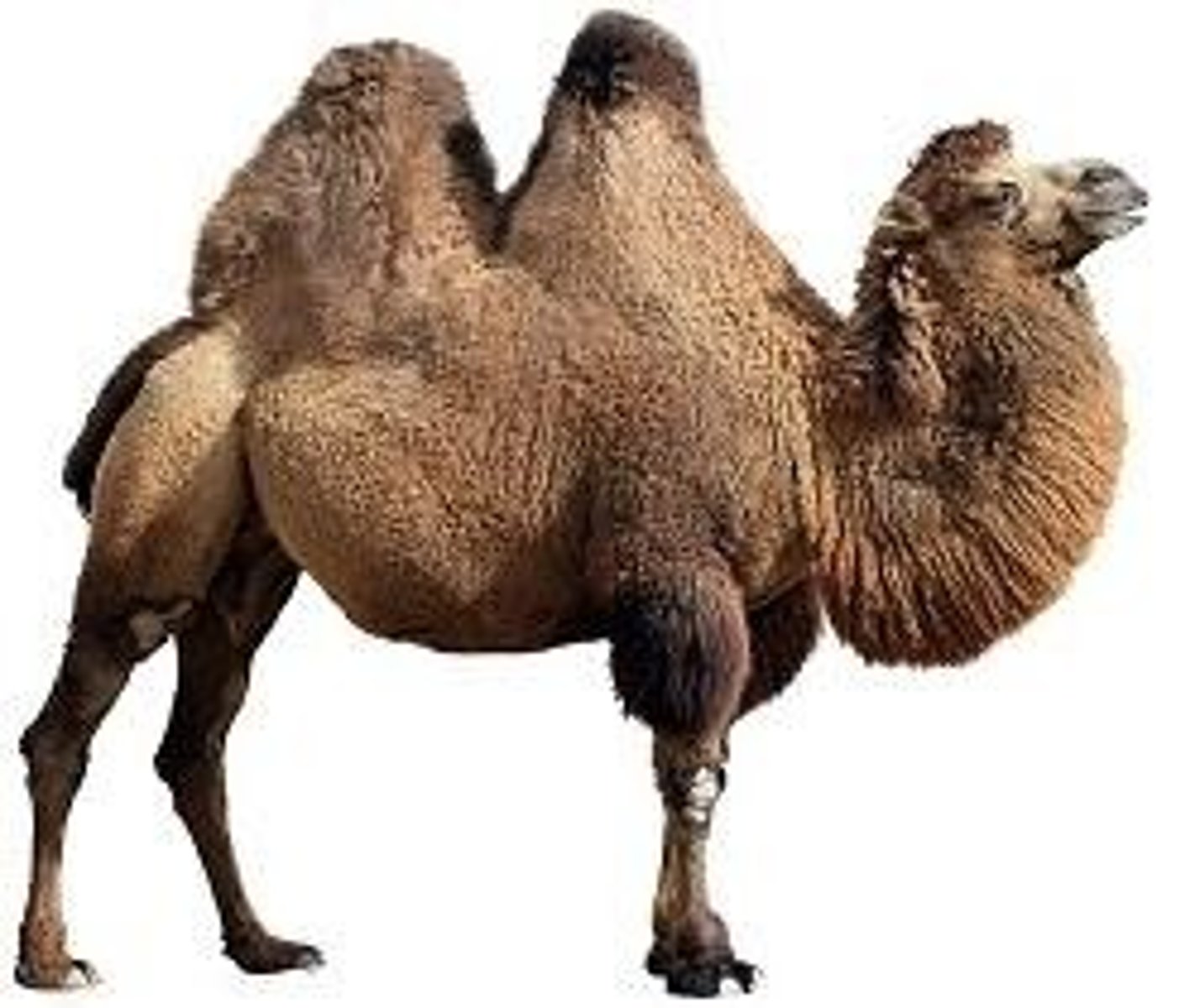 <p>Camels have localized fat reserves, such as a hump, which insulates only one part of the body, helping to manage heat.</p>