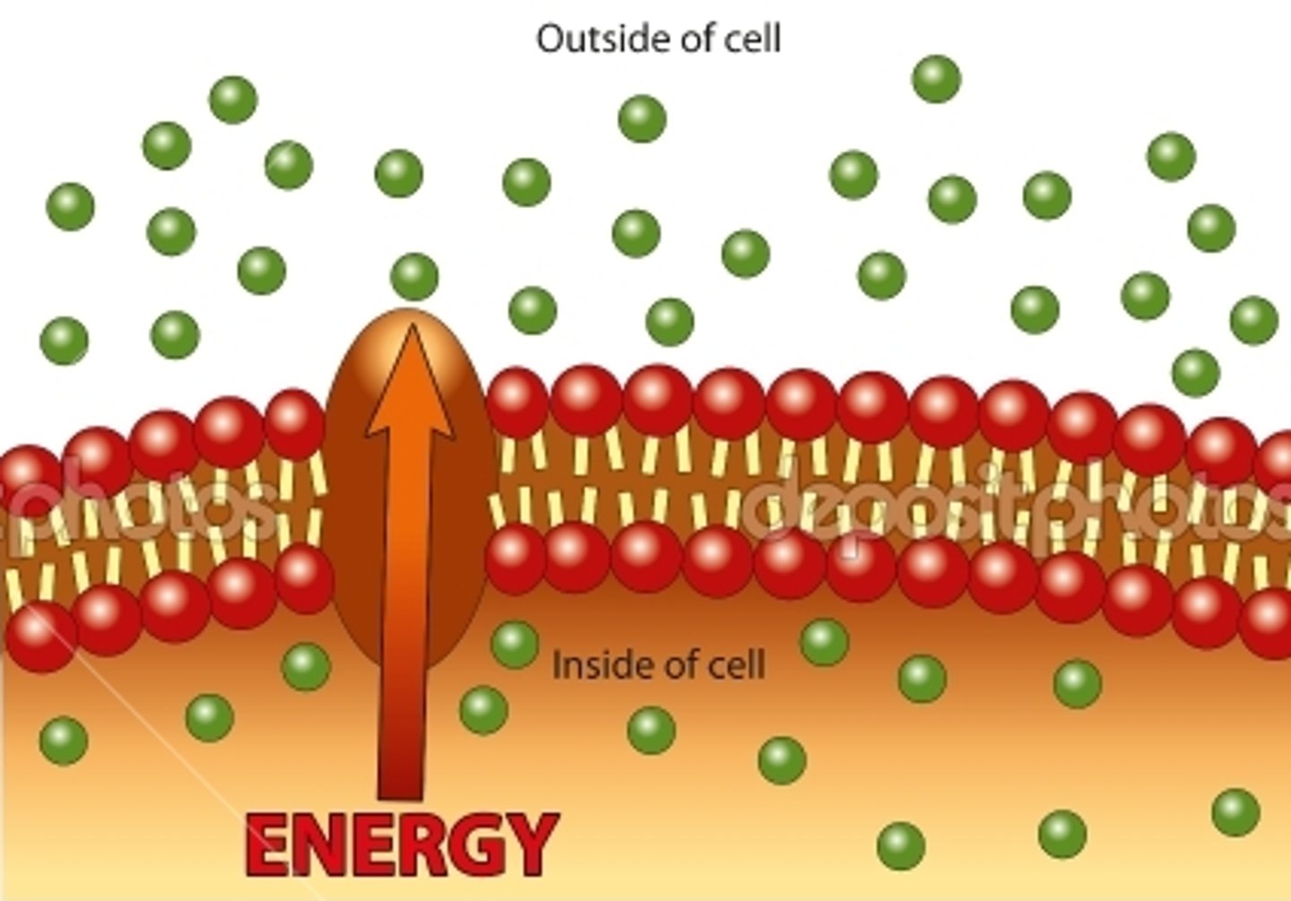 <p>the movement of molecules and ions in or out of a cell through the cell membrane against a concentration gradient using energy from respiration.主动运输</p>