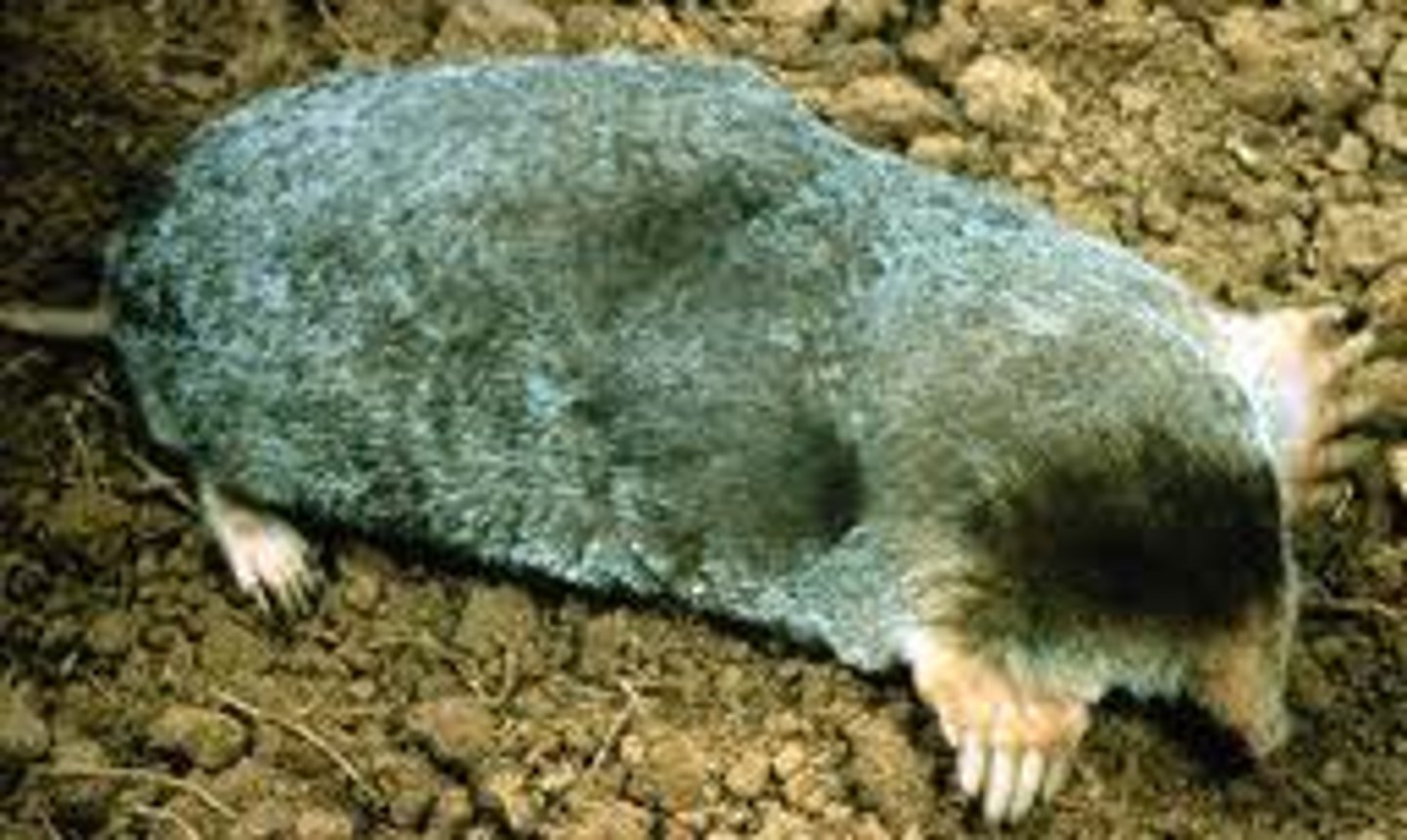 <p>Eastern mole</p>