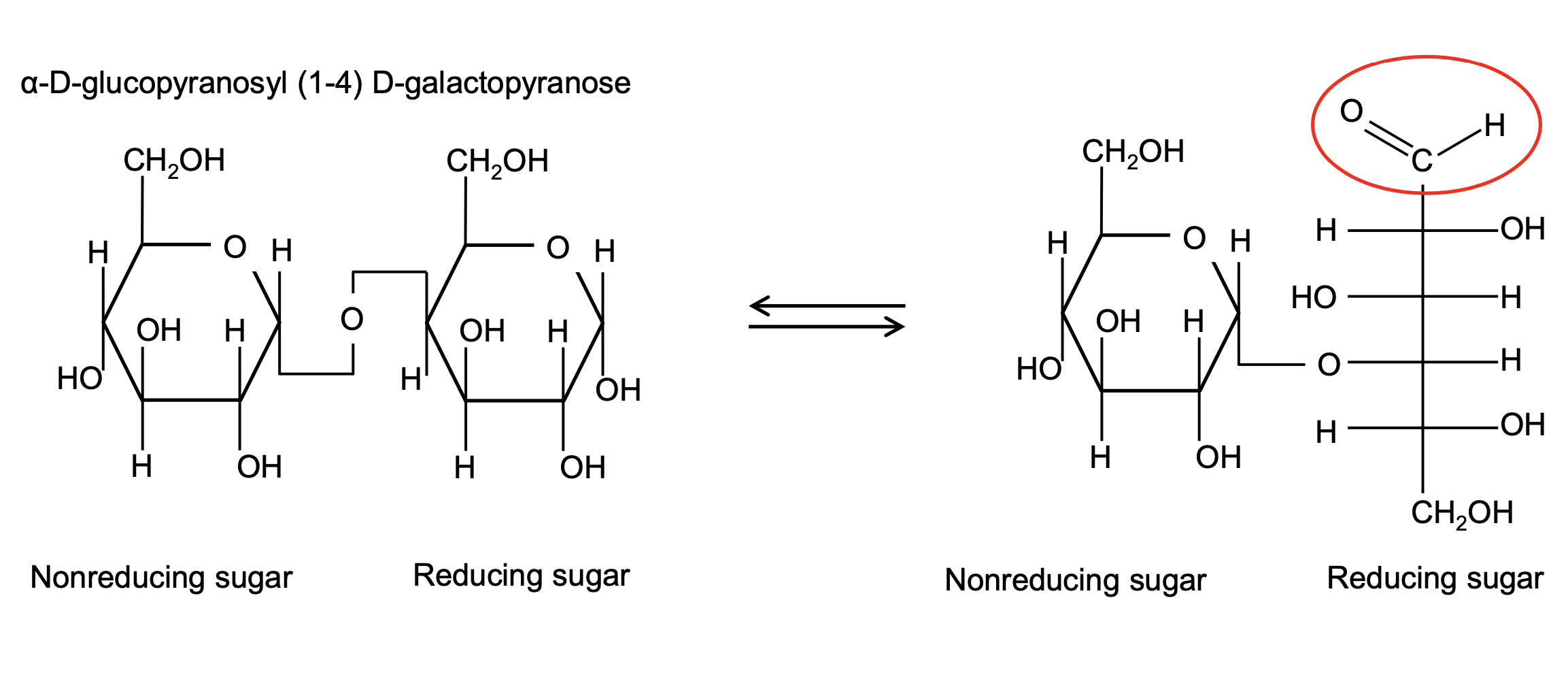 <p>non-reducing vs reducing end</p><ul><li><p>monosaccharide can be cyclic or linear straight chains</p><ul><li><p>straight chain aldehyde can reduce other groups</p></li><li><p>oxidised to carboxylic acid</p></li></ul></li></ul><p></p>