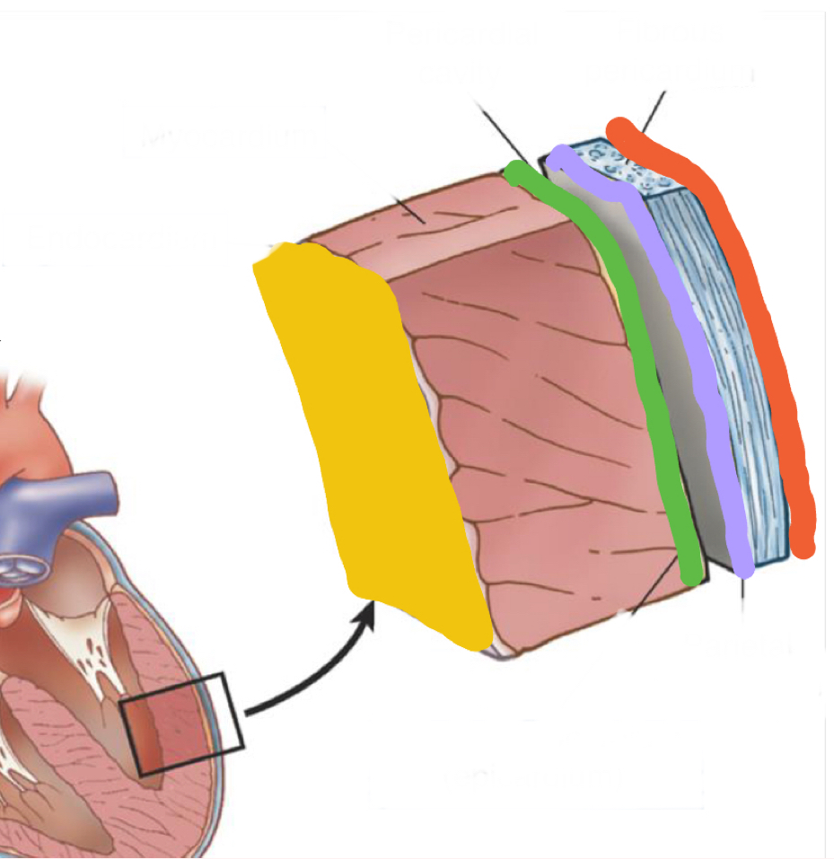 <p>What layer is in pink?</p>
