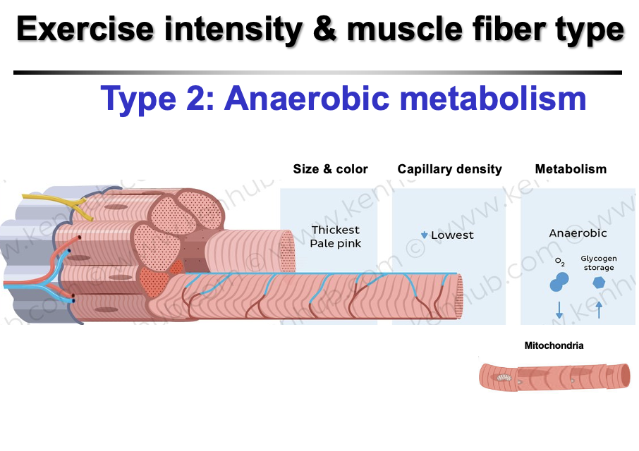 <p><strong>Anaerobic metabolism</strong><br>• Produces ATP <strong>without oxygen</strong><br>• Relies on <strong>glycolysis</strong> and <strong>phosphocreatine (ATP-PC system)</strong><br>• Low <strong>mitochondrial</strong> and <strong>capillary density</strong><br>• High <strong>glycogen storage</strong><br>• Supports <strong>high-intensity, explosive, short-duration</strong> activities</p>