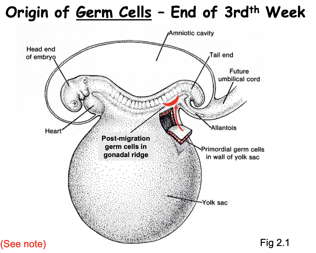 <ul><li><p>Germ Cells originate in the yolk sac &amp; </p></li><li><p>Migrate into the gonadal ridge where differentiate into ovaries or testes where they form (post migration)</p></li><li><p>By end of 3rd Week</p><ul><li><p>Head region gets an early start of development </p></li></ul></li></ul><p></p>