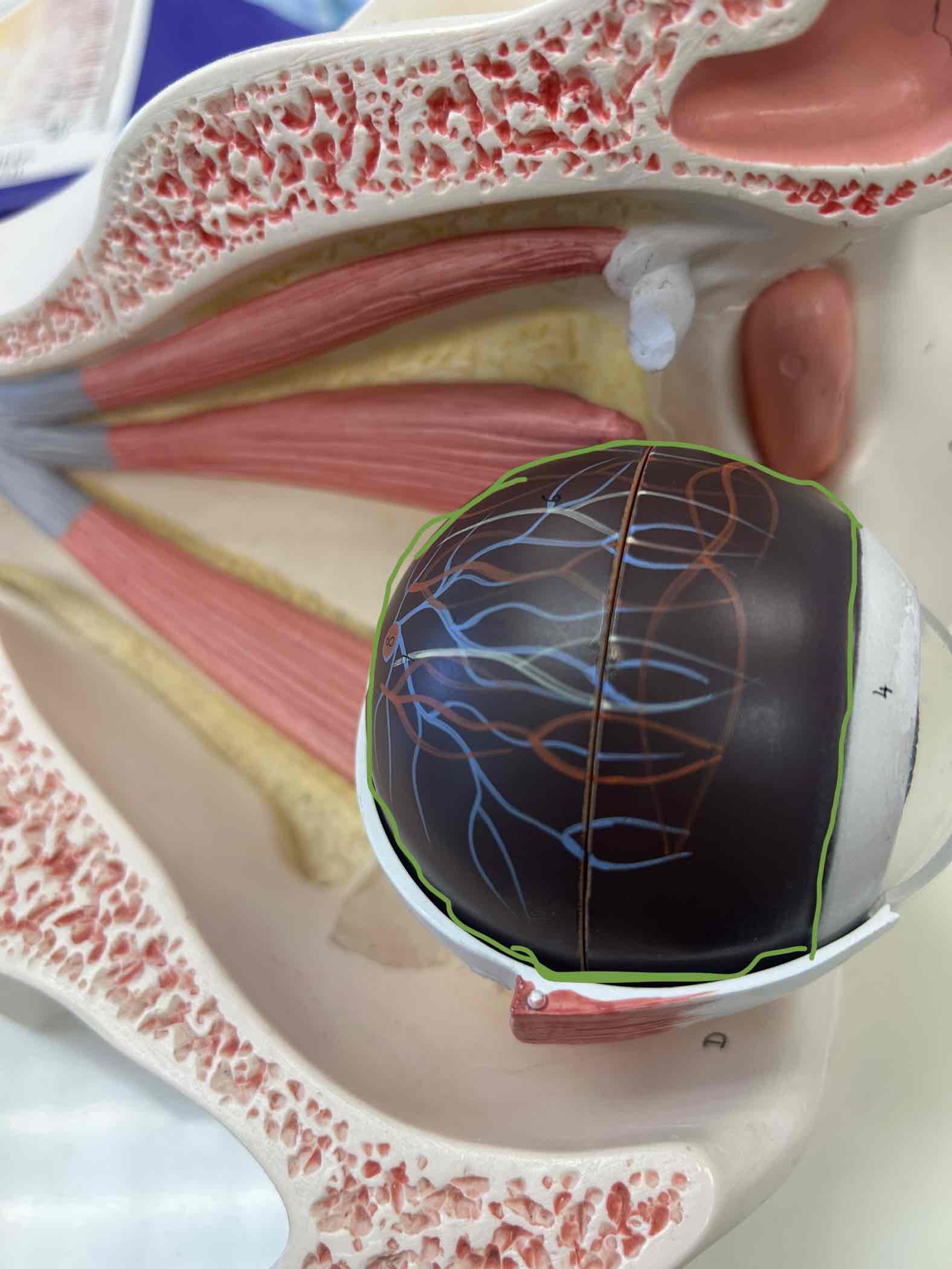 <p>has nerve & blood vessels on it</p>