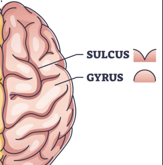 <p>Sulcus/Sulci  valley between the peak</p>