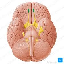 <p>Anterior bulb on the cranial nerve</p>
