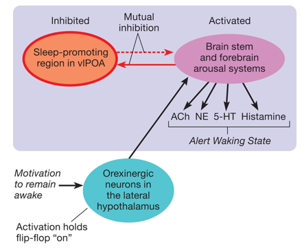 <ul><li><p>it is a peptide released from the lateral hypothalamus (LH)</p></li><li><p>highly responsible for the maintenance of wakefulness</p></li><li><p>implicated in narcolepsy </p></li></ul>