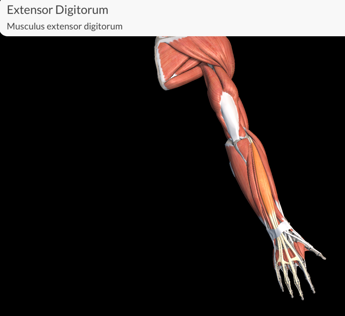 <p>Extensor digitorium muscle</p>