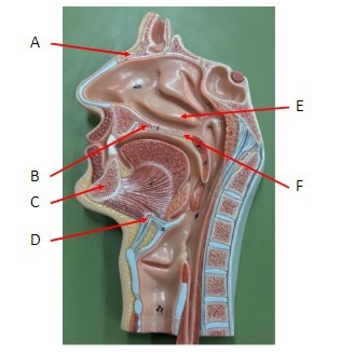 <p>Identify</p>