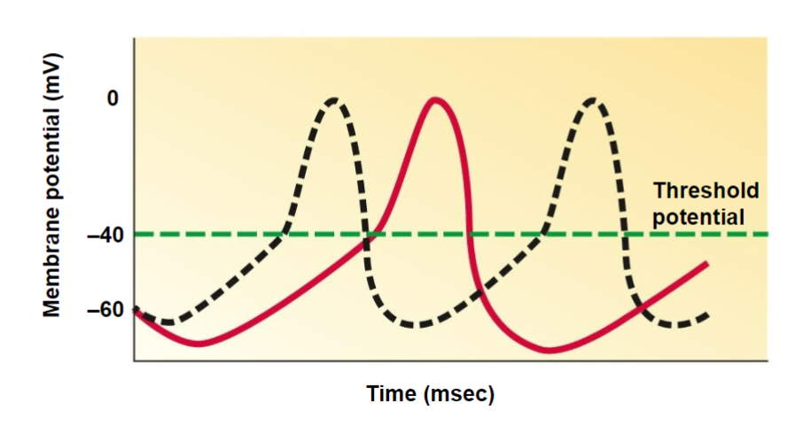 <p>-decrease HR (not SV, no change in contraction)</p><p>→ decrease SA node firing = prolong drift to threshold</p><p>→ increase delay at AV node</p><p>→ decrease pacemaker potential by making cell more negative</p>