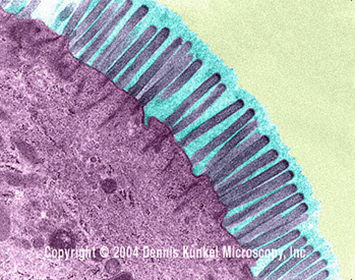 <p>increases surface area to allow more absorption</p>