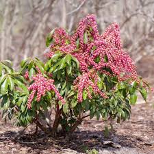 <p><span>Pieris japonica / Lily-of-the-Valley Bush</span></p>
