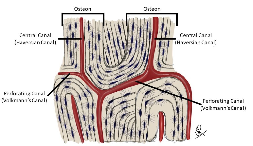 <p><strong>Volkmann’s canals</strong> run perpendicular to osteons, connecting different <strong>Haversian canals</strong> to help blood and nutrients reach all areas of the bone.</p>