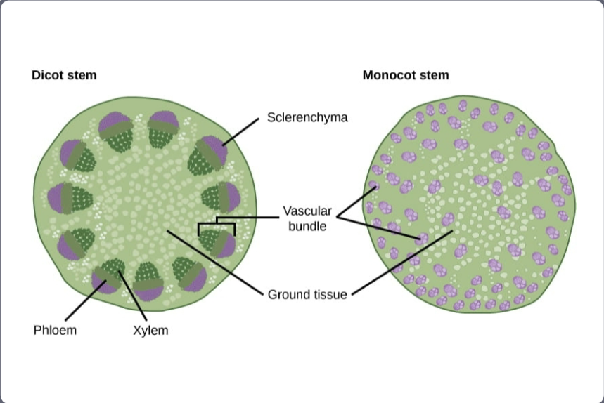 <p>Stems: Ground Tissue</p>