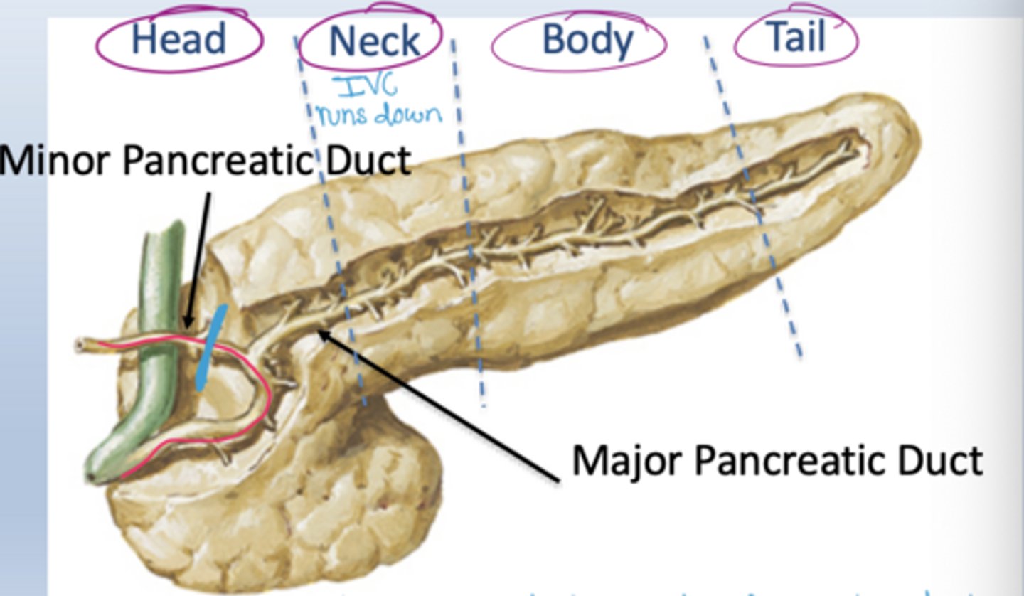 <p>The duodenum curves around the pancreatic head.</p>