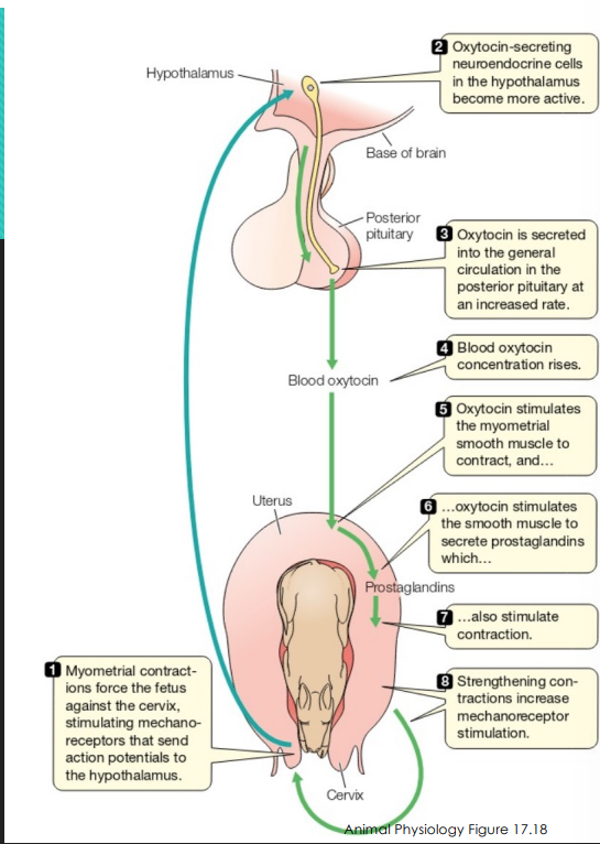 <p> Estrogen rises to prepare myometrium to contract by manufacturing gap junctions and making myometrial cells receptive to oxytocin </p><p> Oxytocin and prostaglandins strongly stimulate smooth muscle contraction  Mechanoreceptor stimulation of cervix stimulates birthing process </p><p> Positive feedback mechanism</p>