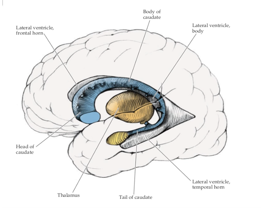 <ul><li><p class="Paragraph WhiteSpaceCollapse SCXP38541328 BCX0" style="text-align: left">“Nearly” center → Bounded medially by the 3rd ventricle​</p></li><li><p class="Paragraph WhiteSpaceCollapse SCXP38541328 BCX0" style="text-align: left">Bounded laterally by the Basal Ganglia and internal capsule​</p></li></ul><ul><li><p class="Paragraph WhiteSpaceCollapse SCXP38541328 BCX0" style="text-align: left">Connected across the midline → massa intermedia</p></li></ul><p></p>