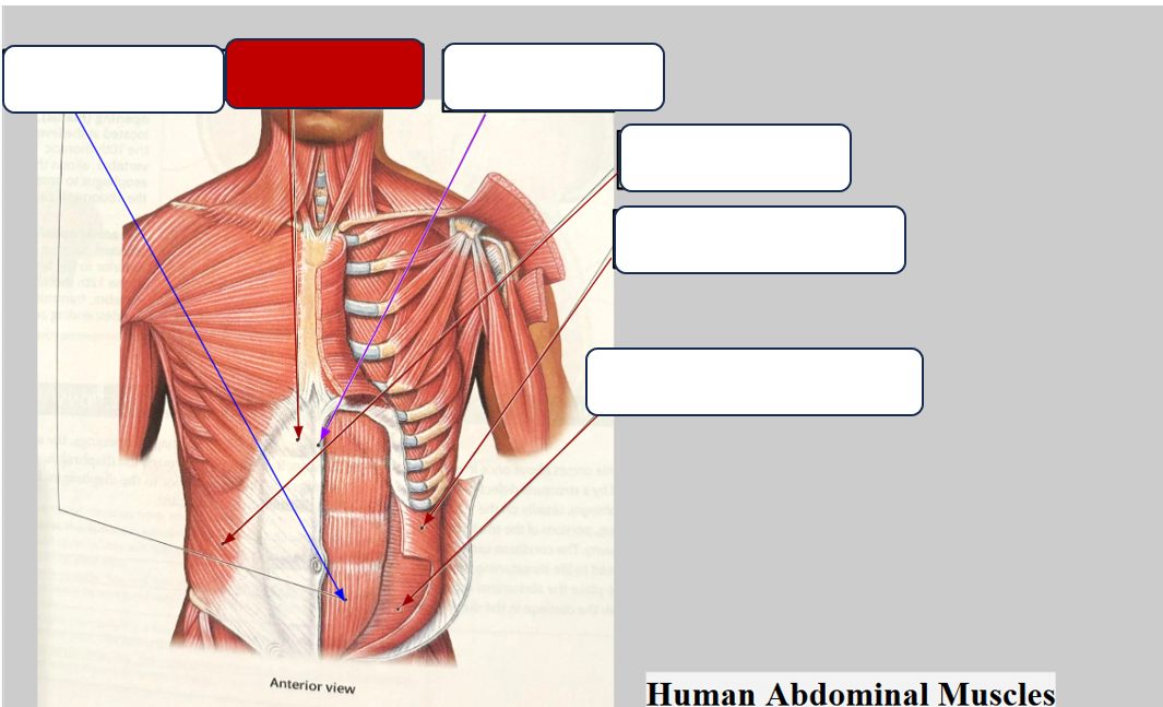 <p>Label the muscle</p>