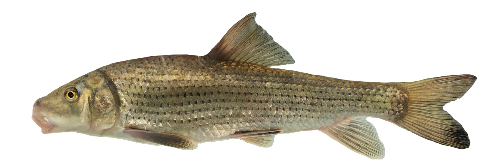 <p>Catostomidae;</p><p>Spotted Sucker;</p><p><em>Minytrema melanops</em></p>