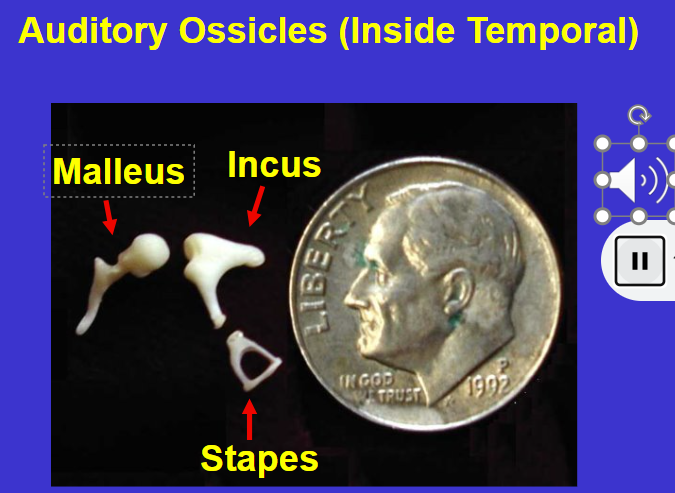 <ol><li><p>Malleus (hammer)</p></li><li><p>Incus (anvil) </p></li><li><p>Stapes </p></li></ol><p>*Air space in temporal bones/connect ear drum</p>