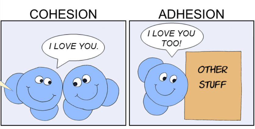 <p><span style="background-color: transparent; font-family: "Open Sans", sans-serif;"><strong><span>Cohesion</span></strong><span> is water molecules sticking to fellow water molecules.</span></span></p><p><span style="background-color: transparent; font-family: "Open Sans", sans-serif;"><span>The water is “sticking” to the spider web by </span><strong><span>adhesion</span></strong><span>.&nbsp;&nbsp;</span></span></p><p></p><p><span style="background-color: transparent; font-family: "Open Sans", sans-serif;"><strong><span>Adhesion</span></strong><span> is water molecules sticking to other stuff (e.g. xylem walls in plants).&nbsp;</span></span></p><p><span style="background-color: transparent; font-family: "Open Sans", sans-serif;"><span>The water droplets are in groups of many water molecules bound to each other by </span><strong><span>cohesion</span></strong><span>.</span></span></p>