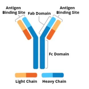 <p><span style="font-family: Times New Roman, serif">2 H chains; 2 L chains</span></p><p><span style="font-family: Times New Roman, serif; color: rgb(0, 0, 0)">Variable domain (V); Constant domains </span><span data-name="copyright" data-type="emoji">©</span></p>