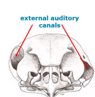 <ul><li><p>tightly packed rim of facial feathers</p></li><li><p>sound → external auditory meatus</p></li><li><p>left and right external auditory meatuses are different sizes and shapes</p></li><li><p>helps to localise sounds</p></li></ul><p></p>