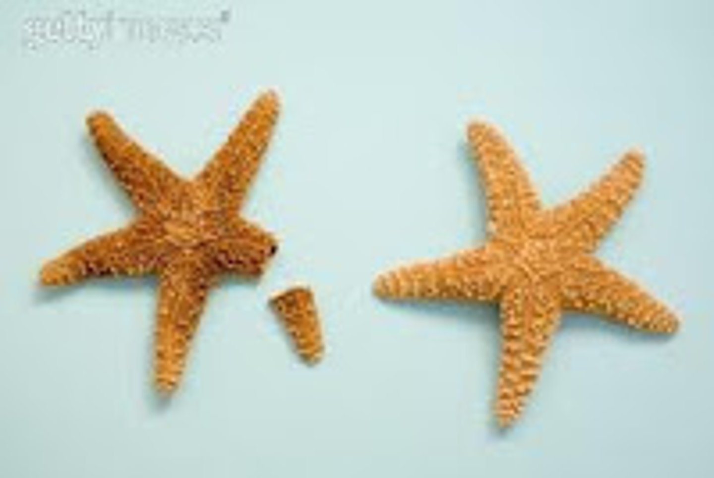 <p>Process where a piece of a starfish (along with a portion of the central region) can grow a new body</p>
