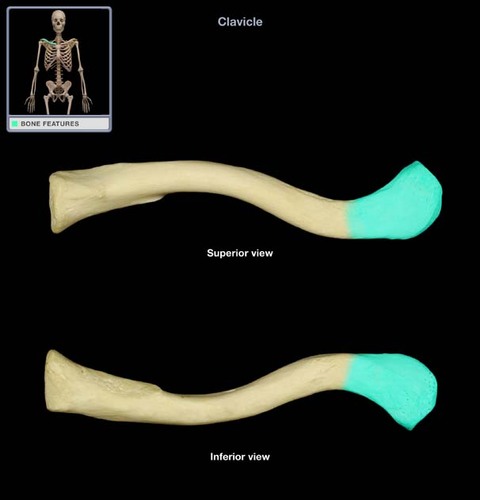 <p>The side of the clavicle closest to the sides; a bit thinner</p>