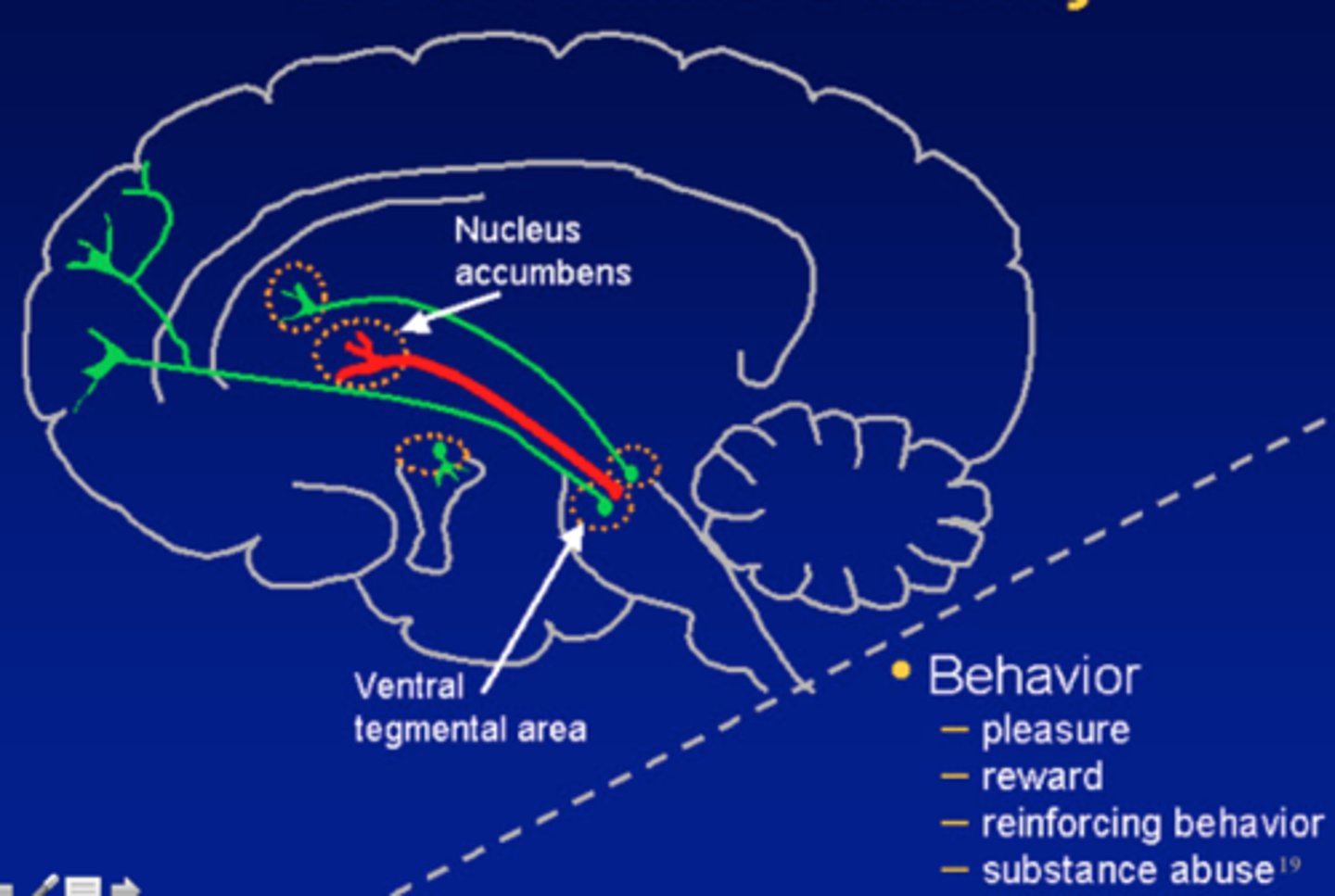<p>The idea that dopamine was related to schizophrenia first came about because psychostimulants (e.g. cocaine and amphetamine) was shown to cause psychosis and increase dopamine. Also, all antipsychotics are all D2 receptor antagonists</p><p>In schizophrenia there could be a dopamine D2 receptor polymorphism - risk factor in schizophrenia.</p><p>There is evidence that an increase in activation of D2 receptors are likely linked to positive symptoms of schizophrenia.</p><p>Patients with schizophrenia also have decreased D1 receptors. This is likely to give rise to negative and cognitive symptoms</p>