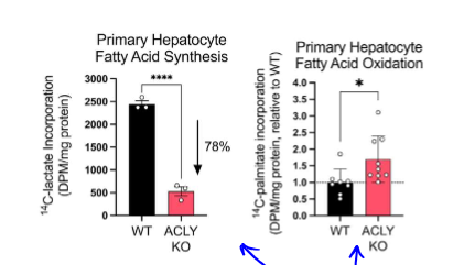 <p>in KO, more fat is being oxidated than synthesized, which is what we want to see. this was found by giving radioactive substrates to primary liver cells </p>