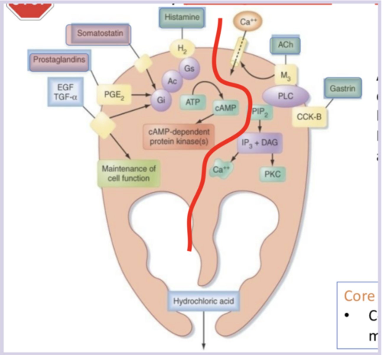 <p>specialized epithelial cells in the stomach lining (fundus and body) that secrete HCl</p>