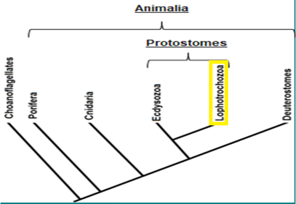 <p>Superphylum Lophotrocozoa</p>