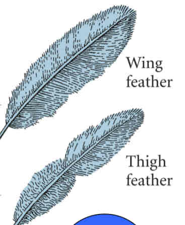 <p>Change in location. Thigh dermis implanting therefore thigh wing feather is formed. Different morphology.</p>