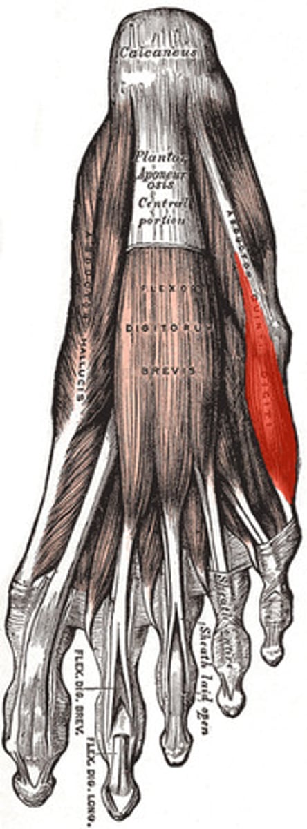 <p>1st layer</p><p>A: 5th toe abduction and flexion</p><p>N: lateral plantar</p>