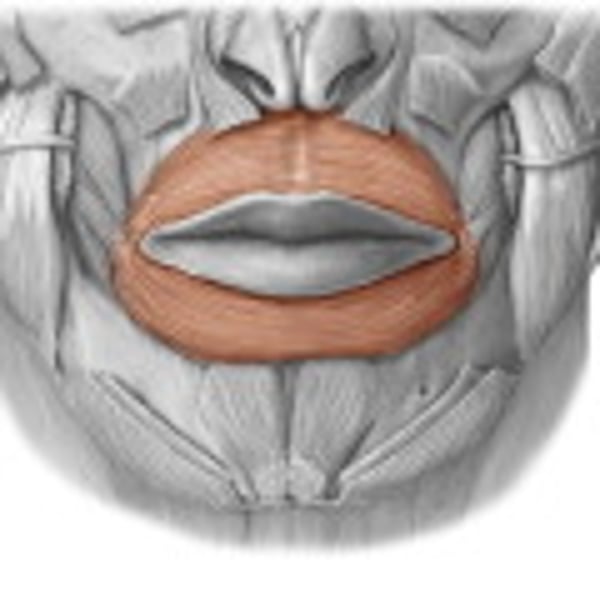 <p>origin - tissue surrounding lips</p><p>insertion - underneath skin at corners of the mouth</p><p>prime function - shaping of lips</p>