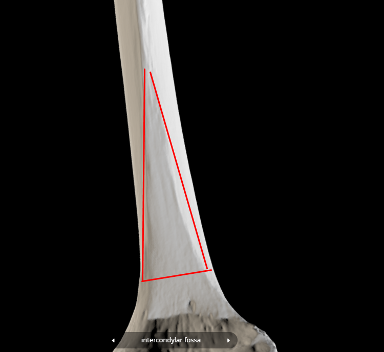 <p>popliteal surface - triangular groove</p>