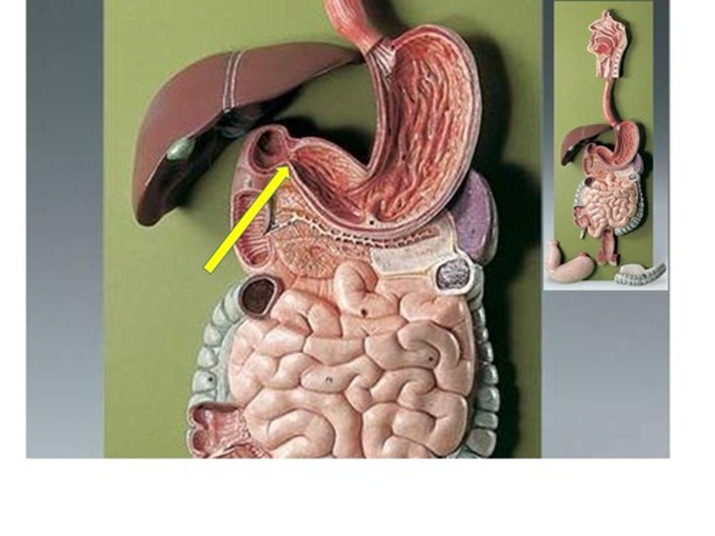 knowt flashcard image