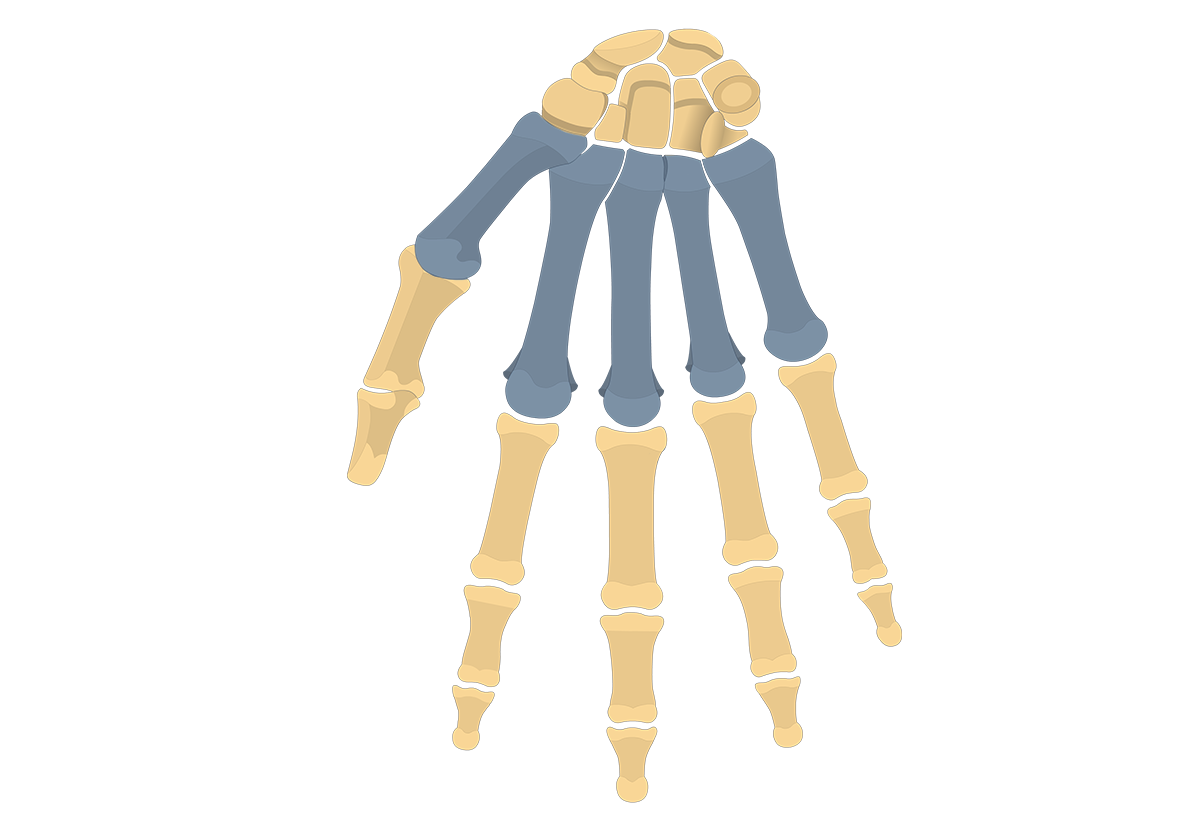 <p>What is this bone? </p>