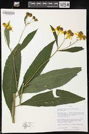 <p>Verbesina alternifolia</p>