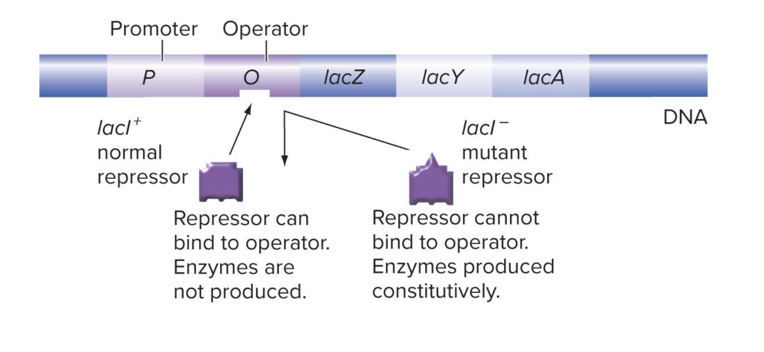 <ul><li><p>mutations that result in constitutive (always on) expression</p></li><li><p>protein synthesis occurs regardless of environmental conditions</p></li></ul><p></p>