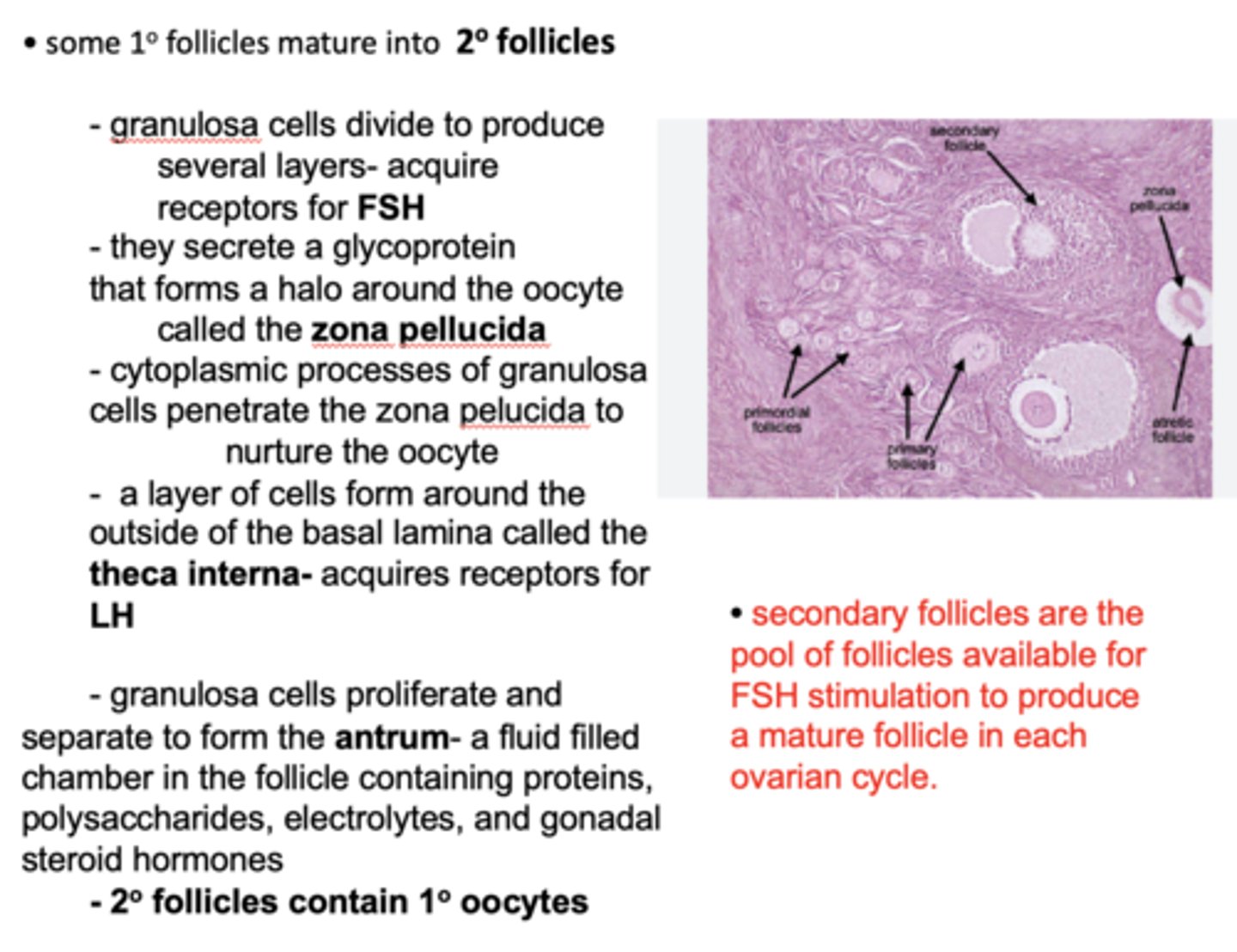 <p>granulosa cells divide to produce several layers</p>